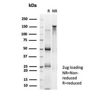 MYCN Antibody