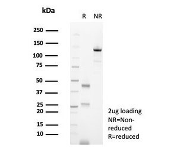 Syndecan-1 Antibody / CD138