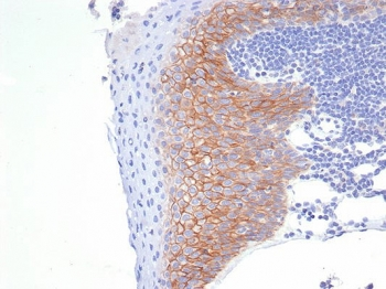 Syndecan-1 Antibody / CD138