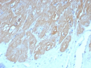 FABP3 Antibody / Fatty Acid Binding Protein 3