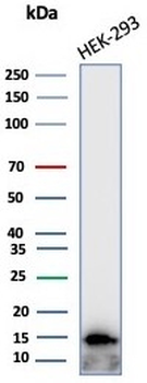 MIF Antibody / Macrophage migration inhibitory factor