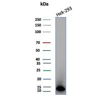 MIF Antibody / Macrophage migration inhibitory factor