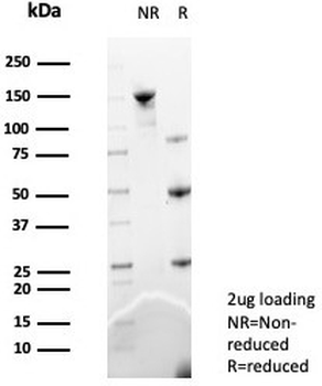 MIF Antibody / Macrophage migration inhibitory factor