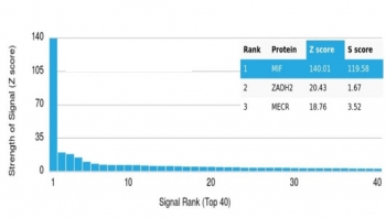 MIF Antibody / Macrophage migration inhibitory factor