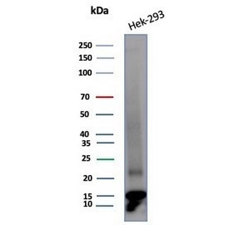 MIF Antibody / Macrophage migration inhibitory factor
