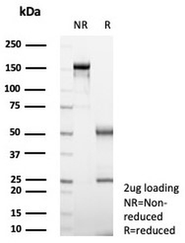 Langerin Antibody / CD207