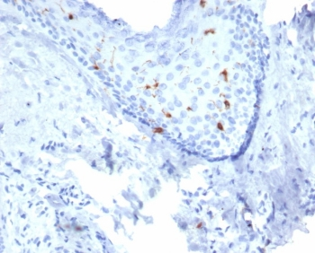 Langerin Antibody / CD207