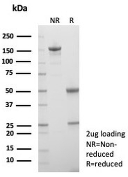 Langerin Antibody / CD207