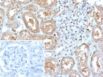 MX1 Antibody / MxA / Myxovirus resistance protein 1