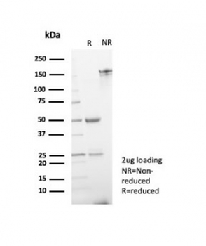 ERG Antibody / Transcriptional regulator ERG