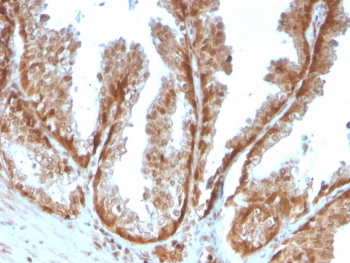 SOD1 Antibody / Superoxide Dismutase 1