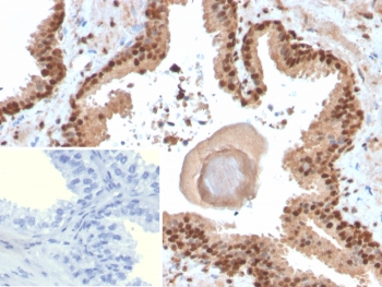 SOX18 Antibody