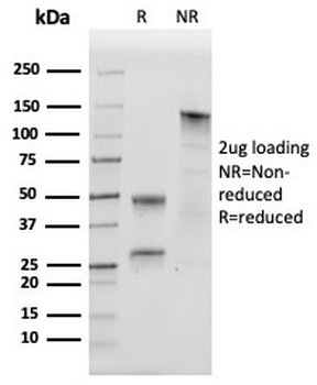 SOX18 Antibody