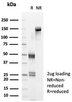 CD40 Antibody