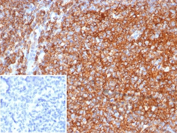 CD40 Antibody