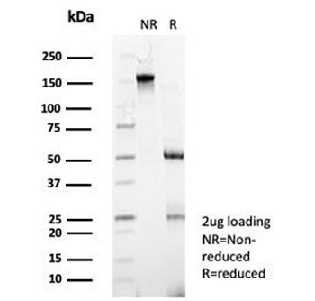 ZNF343 Antibody