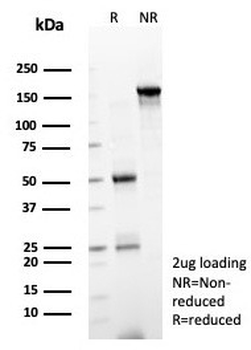 SOX12 Antibody / Transcription factor SOX-12