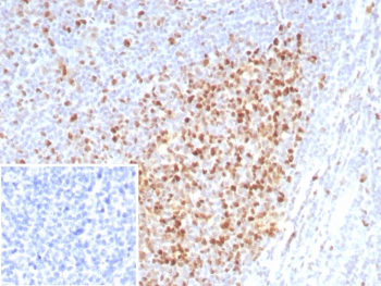 PCNA Antibody