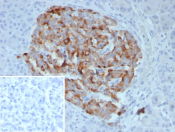 Chromogranin B Antibody / Secretogranin I