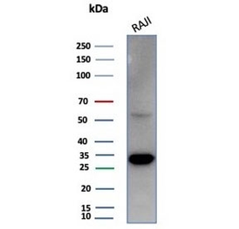 PCNA Antibody