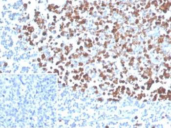 PCNA Antibody