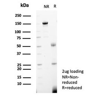 PCNA Antibody