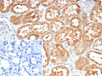 LAMP5 Antibody / Lysosome-Associated Membrane Glycoprotein 5
