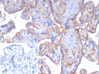 Thrombomodulin Antibody / CD141