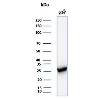 PCNA Antibody
