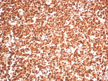 PCNA Antibody