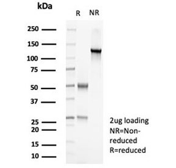 PCNA Antibody