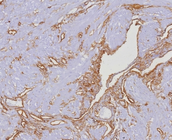 CD34 Antibody