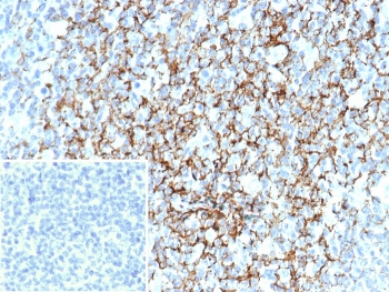 CD35 Antibody / CR1