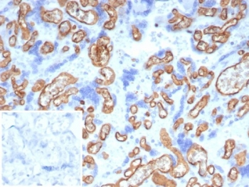 CD34 Antibody
