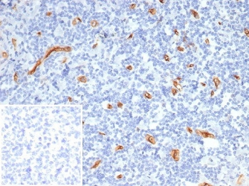 CD34 Antibody