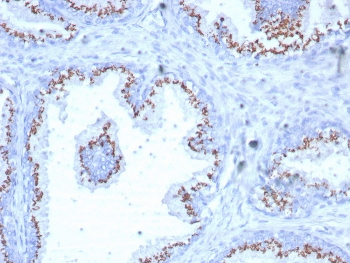 Prostein Antibody / SLC45A3