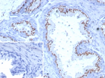 Prostein Antibody / SLC45A3