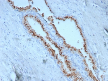 Prostein Antibody / p501S / SLC45A3