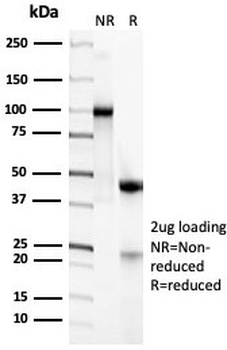 CD45RA Antibody (Leukocyte marker)