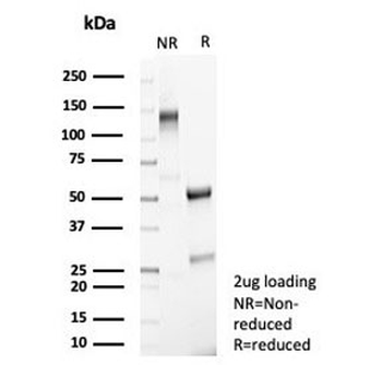 MR1 Antibody / MHC class I related protein 1