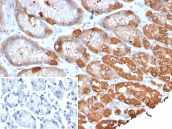 Glutamine Synthetase Antibody / GLUL