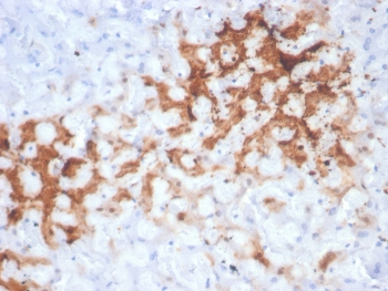 Glutamine Synthetase Antibody / GLUL