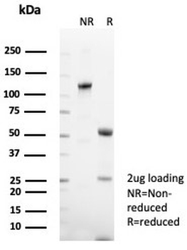 CD48 Antibody
