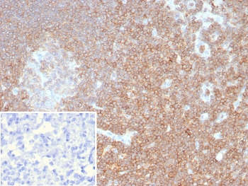 Recombinant CD48 Antibody