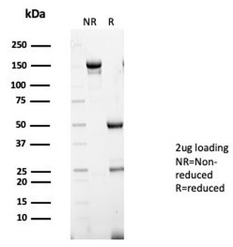 S100A13 Antibody