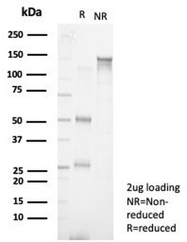 S100A13 Antibody