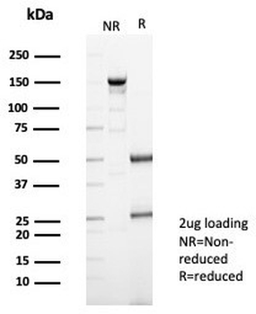 S100A13 Antibody