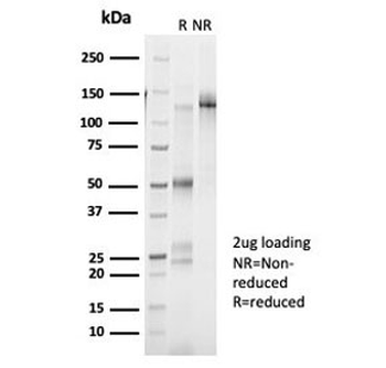 AIBZIP Antibody / CREB3L4