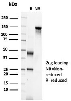 S100A2 Antibody