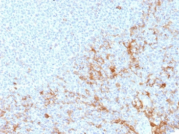 CD64 Antibody